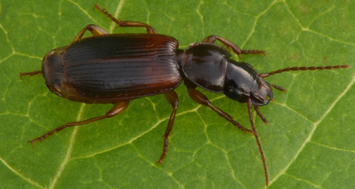 Carabidae: Potrebbe essere lui? cerrrto che � lui! Pseudomasorerus canigoulensis